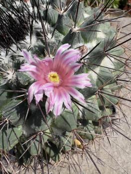 Mammillaria hertrichiana